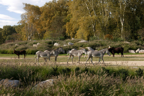 Plaine africaine du parc de la Tête d'Or